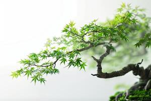 Intricate bonsai leaves against a transparent white canvas, adding elegance to compositions photo