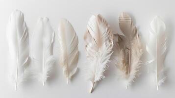 Elegant boho feathers creating a sense of harmony and balance against white photo