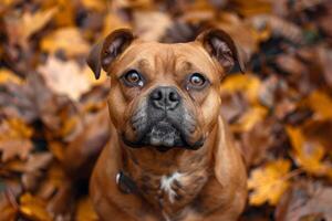 Adorable Staffordshire Bull Terrier with muscular build and affectionate nature, adding strength and loyalty to any composition photo