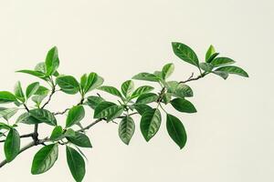 Detailed bonsai leaves against a transparent white canvas, adding texture to compositions photo