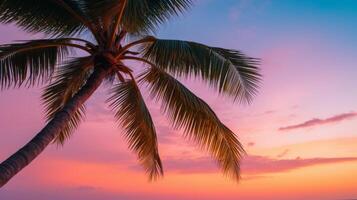 A coconut palm tree against a pink sunset photo