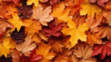 A border of autumn leaves in rich, warm colors photo