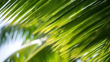 A closeup of a tropical coconut palm tree photo