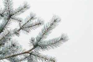 Frost-covered pine branches on a soft transparent white backdrop, evoking a sense of winter tranquility photo