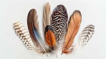 Boho chic feathers exuding charm and elegance against a pure white backdrop photo