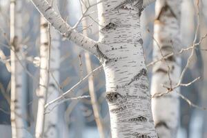 Graceful birch tree with delicate white bark and slender branches, adding charm to any design photo