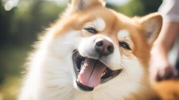 Comical dog face expression photo