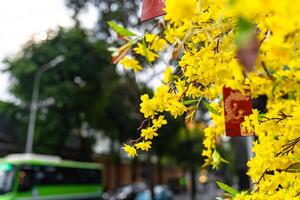 Apricot tree blooming with yellow flowering branches curving create unique beauty. This is a special wrong tree symbolizes luck, prosperity in spring Vietnam Lunar New Year photo