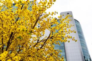 Apricot tree blooming with yellow flowering branches curving create unique beauty. This is a special wrong tree symbolizes luck, prosperity in spring Vietnam Lunar New Year photo