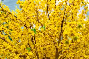 Apricot tree blooming with yellow flowering branches curving create unique beauty. This is a special wrong tree symbolizes luck, prosperity in spring Vietnam Lunar New Year photo
