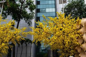 Apricot tree blooming with yellow flowering branches curving create unique beauty. This is a special wrong tree symbolizes luck, prosperity in spring Vietnam Lunar New Year photo