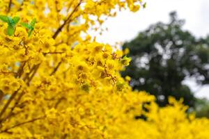 Apricot tree blooming with yellow flowering branches curving create unique beauty. This is a special wrong tree symbolizes luck, prosperity in spring Vietnam Lunar New Year photo