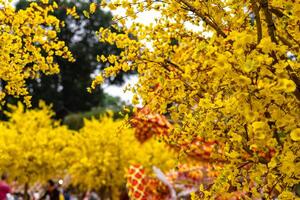 Apricot tree blooming with yellow flowering branches curving create unique beauty. This is a special wrong tree symbolizes luck, prosperity in spring Vietnam Lunar New Year photo