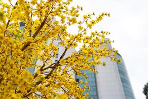 Apricot tree blooming with yellow flowering branches curving create unique beauty. This is a special wrong tree symbolizes luck, prosperity in spring Vietnam Lunar New Year photo