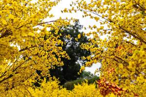 Apricot tree blooming with yellow flowering branches curving create unique beauty. This is a special wrong tree symbolizes luck, prosperity in spring Vietnam Lunar New Year photo