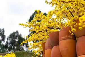 Apricot tree blooming with yellow flowering branches curving create unique beauty. This is a special wrong tree symbolizes luck, prosperity in spring Vietnam Lunar New Year photo