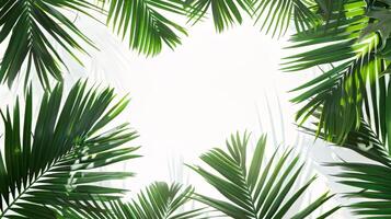A close up of a palm tree with its leaves spread out. Concept of calm and relaxation, as the palm tree's leaves are open and spread out, creating a peaceful atmosphere photo