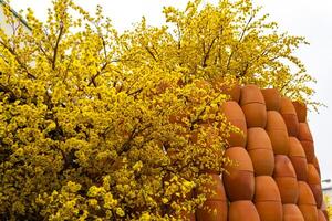 Apricot tree blooming with yellow flowering branches curving create unique beauty. This is a special wrong tree symbolizes luck, prosperity in spring Vietnam Lunar New Year photo