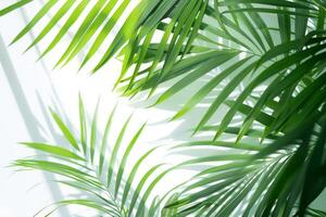 Tropical palm fronds with vibrant green hues on a transparent white backdrop, creating a serene and exotic ambiance photo