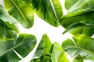 A bunch of green leaves are arranged in a circle photo