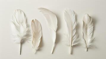 Delicate bohemian feathers arranged in a graceful composition on a clean white canvas photo