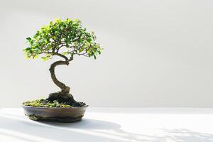 Mini bonsai tree silhouette against a transparent white canvas, adding charm to compositions photo
