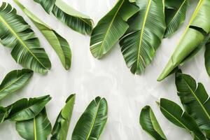 Tropical banana leaves with intricate patterns on a transparent white backdrop, adding a touch of exoticism photo