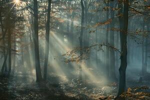 Wisps of fog in a tranquil forest photo
