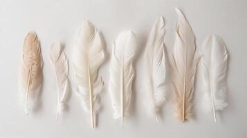 Delicate bohemian feathers arranged in a graceful composition on a clean white canvas photo