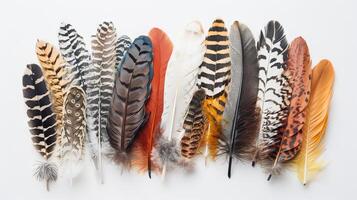 Feathers with a bohemian twist arranged in a captivating display on a pure white backdrop photo