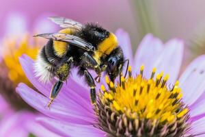 Close up of a bumblebee collecting nectar from a blooming flower, showcasing the importance of pollinators in ecosystems photo