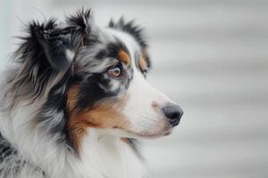 Curious Australian shepherd with multicolored coat and intelligent eyes, ideal for working dog designs photo