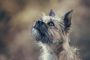 Curious Cairn Terrier with shaggy coat and inquisitive personality, ideal for whimsical and cute designs photo