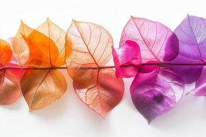 Colorful bougainvillea leaves with vibrant hues on a transparent white backdrop, adding a touch of tropical beauty photo