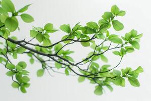 Detailed bonsai leaves on a soft transparent white surface, perfect for botanical illustrations photo