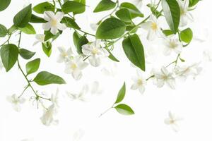 A white flower with green leaves is in the air photo