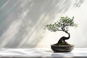 Mini bonsai tree silhouette against a transparent white canvas, adding charm to compositions photo
