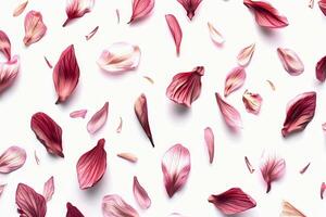A close up of pink flower petals scattered across a white background photo