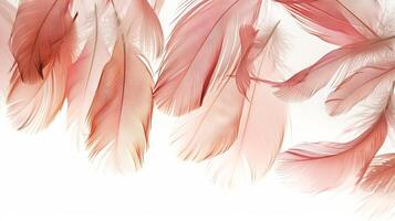 Elegant boho feathers creating a sense of harmony and balance against white photo