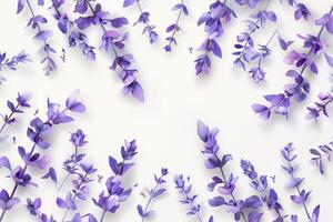 A close up of purple flowers with a white background photo
