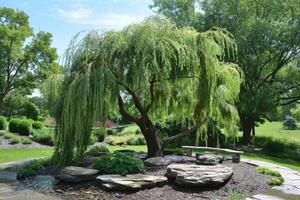 Elegant willow tree with cascading branches and weeping foliage, adding a touch of romance to any composition photo