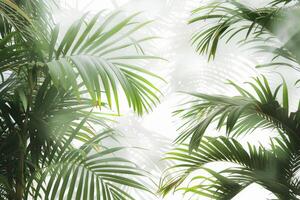 Lush palm fronds swaying gently on a transparent white backdrop, creating a tropical ambiance photo