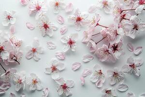 Delicate cherry blossom petals on a transparent white surface, ideal for delicate compositions photo