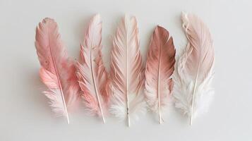 Dreamy boho feathers adding a touch of whimsy to a white background photo