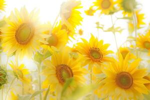 A bunch of yellow sunflowers are in a field. The sunflowers are in full bloom and are very bright photo