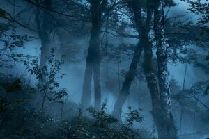 Wisps of fog in a misty forest photo