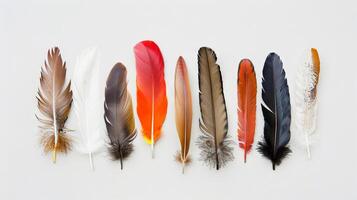 Feathers with a bohemian twist arranged in a captivating display on a pure white backdrop photo