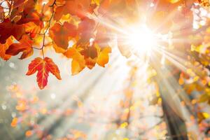 A tree with leaves that are orange and yellow. The sun is shining on the leaves, making them look even more vibrant photo