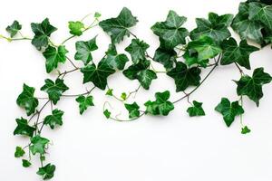 A vine of ivy leaves is growing on a white background photo