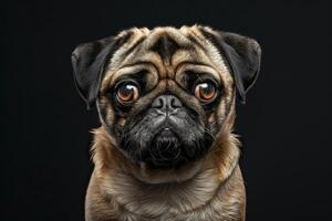 Cute pug with wrinkled face and expressive eyes, adding charm to any composition photo
